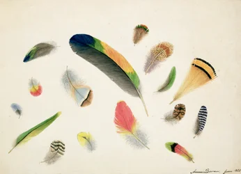 羽の研究、1855年（紙にWC）
